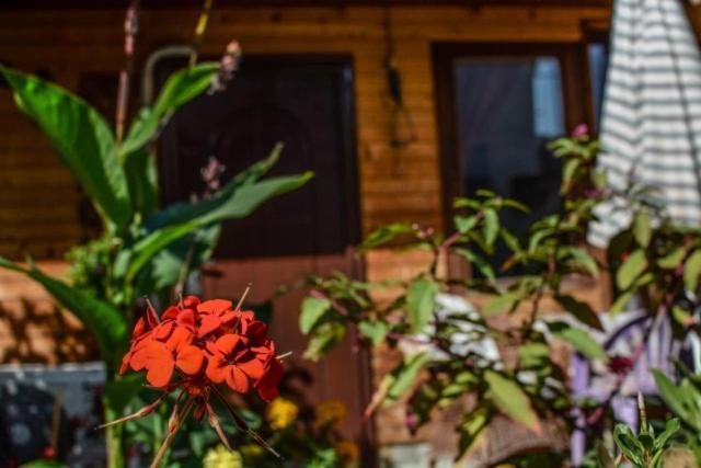 Backyard Apartment Ohrid Eksteriør bilde
